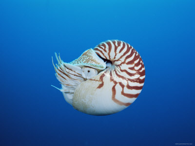 Chambered / Pearly Nautilus, Indo-Pacifi by Doug Perrine Pricing Limited Edition Print image