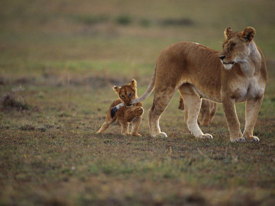 Lion Cub Playing With Mother's Tail, Masai Mara, Kenya by Anup Shah Pricing Limited Edition Print image