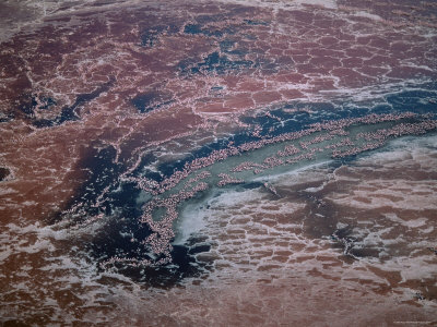 Aerial View Of Lesser Flamingos, Lake Natron, Tanzania by Anup Shah Pricing Limited Edition Print image