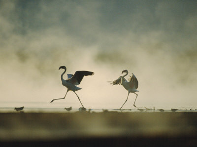 Lesser Flamingos Aggression, Lake Bogoria, Kenya by Anup Shah Pricing Limited Edition Print image