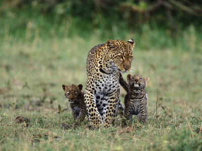 Leopard Mother With Two Cubs, Masai Mara, Kenya by Anup Shah Pricing Limited Edition Print image