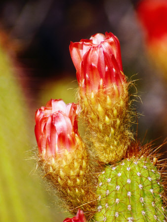 Cactus Flower Detail At Botanical Gardens, Phoenix, Arizona by Lee Foster Pricing Limited Edition Print image