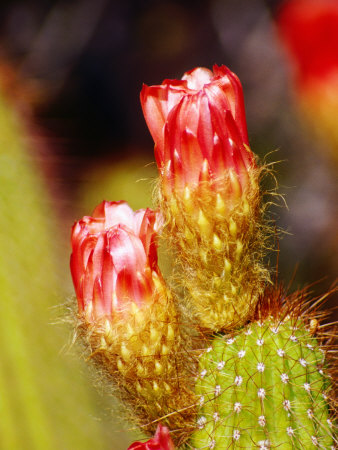 Cactus Flower Detail At Botanical Gardens, Phoenix, Arizona by Lee Foster Pricing Limited Edition Print image