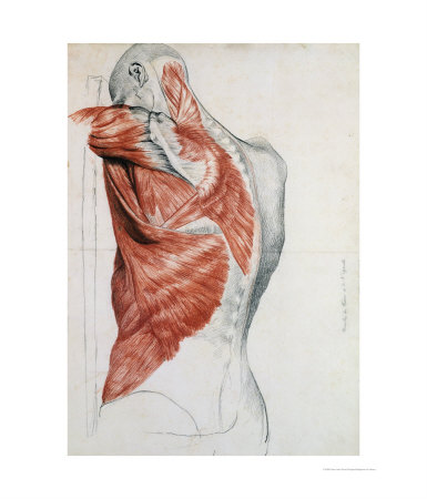 Human Anatomy, Muscles Of The Torso And Shoulder by Pierre Jean David D'angers Pricing Limited Edition Print image