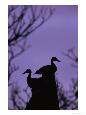 Pair Of Wild Ducks In Silhouette, Costa Rica by Steve Winter Pricing Limited Edition Print image
