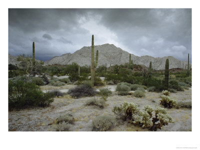 Saguaros Cacti Rise From The Sonoran Desert, Arizona-Mexico Border by James P. Blair Pricing Limited Edition Print image