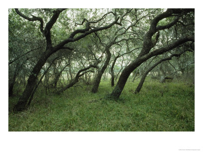 Twisted Trunks And Oak Branches, Big Tree Trail, Aransas National Wildlife Refuge, Texas by James P. Blair Pricing Limited Edition Print image