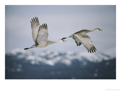 Pair Of Sandhill Cranes In Flight, With Wings In Opposite Positions, Island Park, Idaho by Michael S. Quinton Pricing Limited Edition Print image