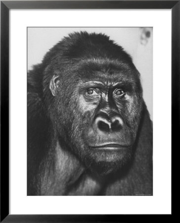 Gorilla by Nina Leen Pricing Limited Edition Print image
