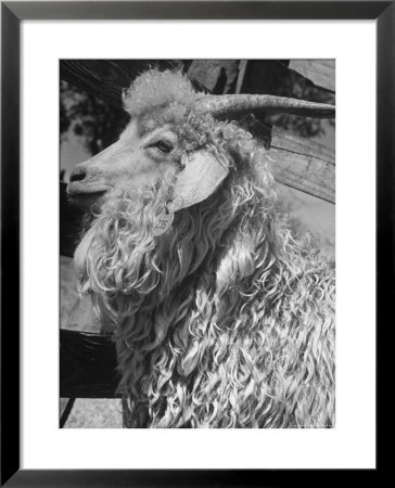 Angora Goat by Alfred Eisenstaedt Pricing Limited Edition Print image