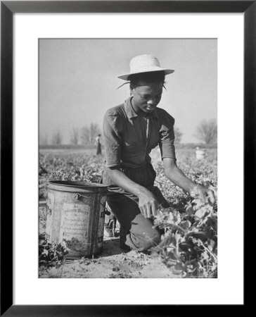 Young African American Sharecropper Woman Picking Peas In A Field On Farm by Andreas Feininger Pricing Limited Edition Print image