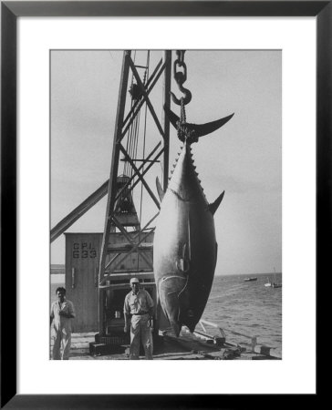 337 Lb. Tuna Caught At Cabo Blanco, Peru By Member Of The Cabo Blanco Fishing Club by Frank Scherschel Pricing Limited Edition Print image