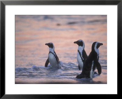 Jackass Penguin, Cape Town, South Africa by Stuart Westmoreland Pricing Limited Edition Print image