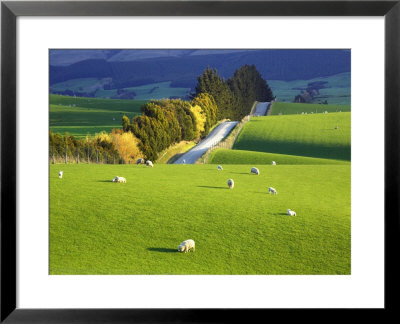 Farmland, South Otago, South Island, New Zealand by David Wall Pricing Limited Edition Print image
