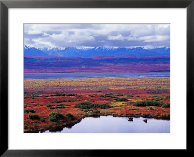 Two Moose In A Pond With Fall Tundra, Denali National Park, Alaska, Usa by Charles Sleicher Pricing Limited Edition Print image