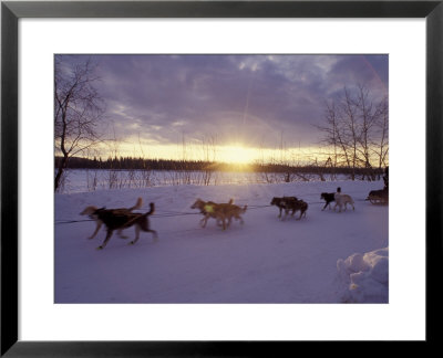 Dog Sled Racing In The Iditarod Sled Race, Alaska, Usa by Paul Souders Pricing Limited Edition Print image