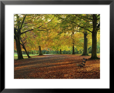 Trees In Autumn Colours And Park Bench Beside A Path At Clifton, Bristol, England, United Kingdom by Julia Bayne Pricing Limited Edition Print image
