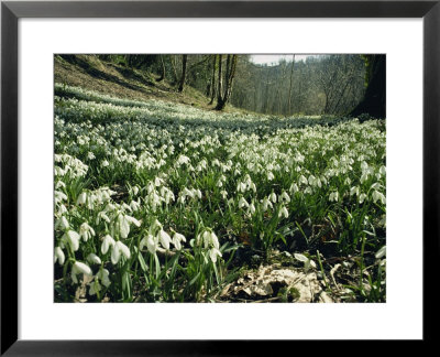 Carpet Of Snowdrops In Spring, Snowdrop Valley, Near Dunster, Somerset, England, United Kingdom by David Beatty Pricing Limited Edition Print image