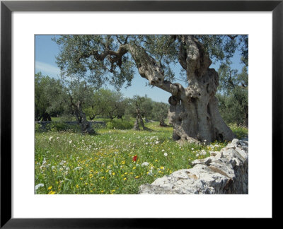 Olive Trees, Puglia, Italy, Europe by Terry Sheila Pricing Limited Edition Print image