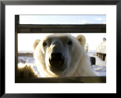Polar Bear (Ursus Maritimus), Churchill, Hudson Bay, Manitoba, Canada by Thorsten Milse Pricing Limited Edition Print image