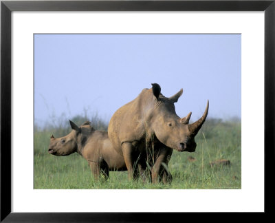 White Rhino (Ceratherium Simum) With Calf, Itala Game Reserve, South Africa, Africa by Steve & Ann Toon Pricing Limited Edition Print image