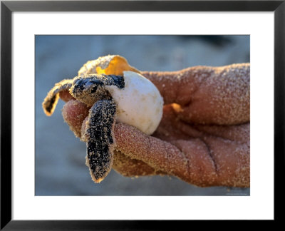 Baby Turtle, Ruta Maya, Mexico by Kenneth Garrett Pricing Limited Edition Print image