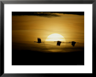 Silhouettes Of Sandhill Cranes, Bosque Del Apache National Wildlife Reserve, New Mexico, Usa by Arthur Morris Pricing Limited Edition Print image