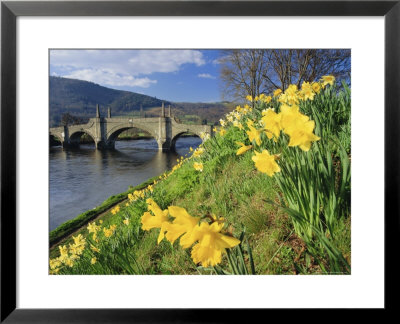 Daffodils By The River Tay And Wade's Bridge, Aberfeldy, Perthshire, Scotland, Uk, Europe by Kathy Collins Pricing Limited Edition Print image
