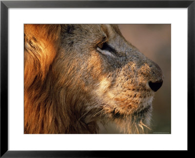 Close-Up Of A Lion (Panthera Leo), Mala Mala Game Reserve, Sabi Sand Park, South Africa, Africa by Sergio Pitamitz Pricing Limited Edition Print image