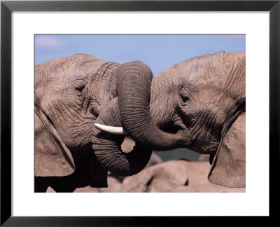 Two African Elephants (Loxodonta Africana) Wrestling, Addo National Park, South Africa, Africa by Ann & Steve Toon Pricing Limited Edition Print image