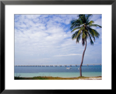 Palm Tree By Bay, Florida Keys, Florida by Terry Eggers Pricing Limited Edition Print image