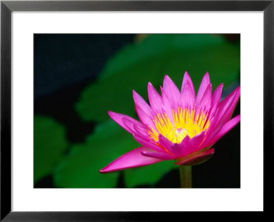 Lily Pond Flower New Orleans, Louisiana, Usa by John Hay Pricing Limited Edition Print image