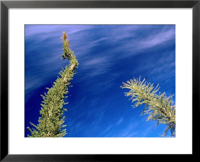 Boojum Tree Or Cirio, San Ignacio, Baja California Sur, Mexico by Brent Winebrenner Pricing Limited Edition Print image
