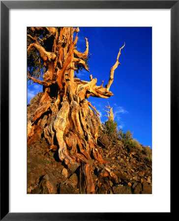 Gnarled Roots And Trunk Of Bristlecone Pine, White Mountains National Park, Usa by Wes Walker Pricing Limited Edition Print image