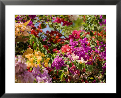 Bougainvillea Flowers Of Mixed Colors, French Polynesia by Tim Laman Pricing Limited Edition Print image