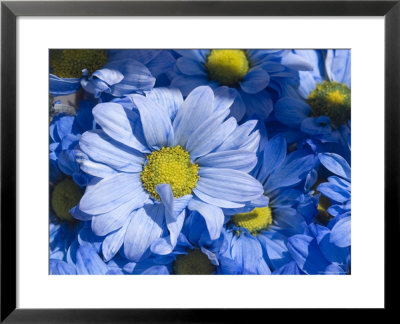 Close View Of Dyed Blue Dasies, Ventura, California by Stacy Gold Pricing Limited Edition Print image