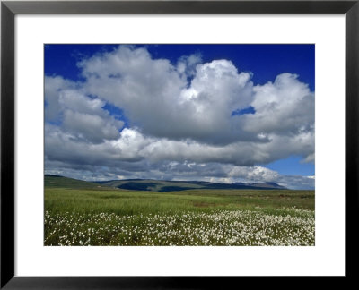 Iceland: Cumulus Louds Over Green Landscape With White Wildflowers by Brimberg & Coulson Pricing Limited Edition Print image