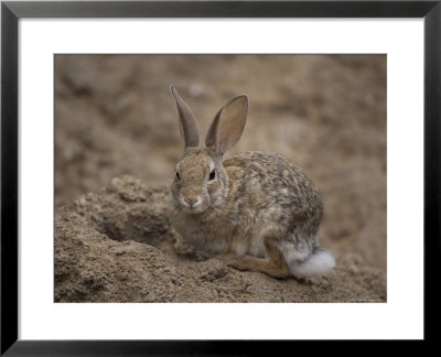 Desert Cottontail Rabbit At The Henry Doorly Zoo, Omaha Zoo, Nebraska by Joel Sartore Pricing Limited Edition Print image