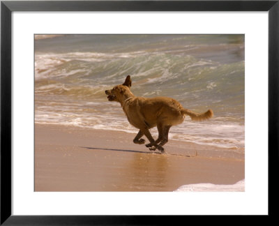 Dog Runs On The Beach, Hawaii by Stacy Gold Pricing Limited Edition Print image