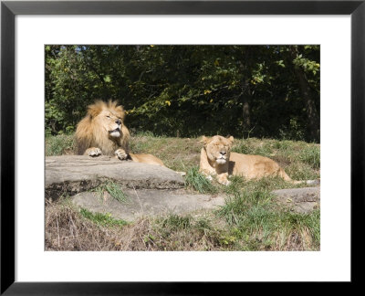 Pair Of Lions In The Pittsburgh Zoo, Pennsylvania by Stacy Gold Pricing Limited Edition Print image