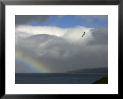Rainbow And Wandering Albatross, Prion Island, South Georgia by Ralph Lee Hopkins Pricing Limited Edition Print image