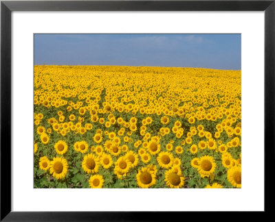 Sunflowers In Full Bloom, Colorado by Michael S. Lewis Pricing Limited Edition Print image