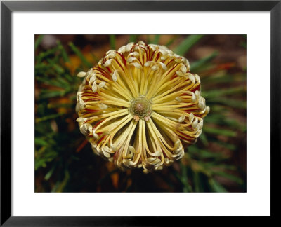 The Cylindrical Banksia Flower With Detail Of Its Stamen And Petals, Jamieson, Australia by Jason Edwards Pricing Limited Edition Print image