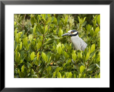 Yellow-Crowned Night Heron In A Mangrove Tree, Tampa Bay, Florida by Tim Laman Pricing Limited Edition Print image