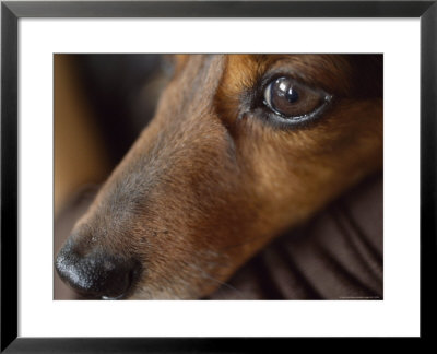 Close Up Of The Face Of A Dachshund by David Evans Pricing Limited Edition Print image