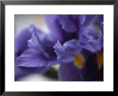Close Up Of Iris Flowers by David Evans Pricing Limited Edition Print image