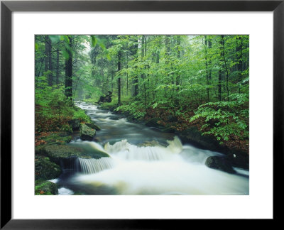 Fast Moving Stream Cuts Through A Beautiful Lush Forest by Norbert Rosing Pricing Limited Edition Print image
