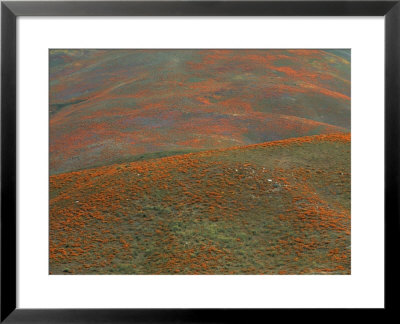 Aerial View California Poppies by Marc Moritsch Pricing Limited Edition Print image
