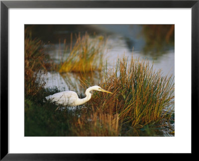 Unusual White-Tinged Great Blue Heron, Ardea Herodias by Raymond Gehman Pricing Limited Edition Print image