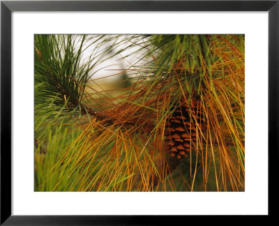 Cluster Of Long Leaf Pine Needles And Cones by Raymond Gehman Pricing Limited Edition Print image